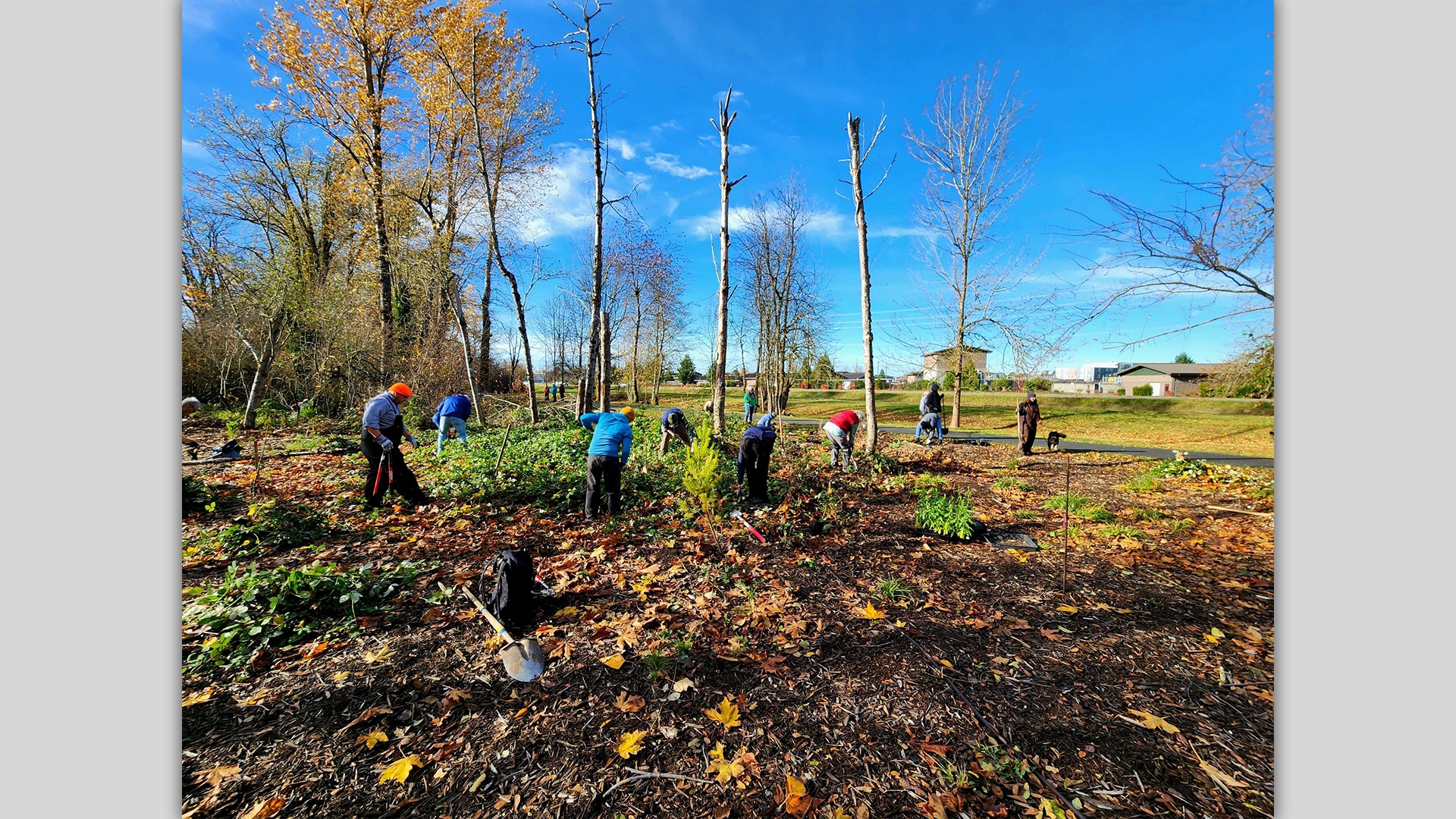 Boise Creek Salmon Habitat Volunteer Work Party