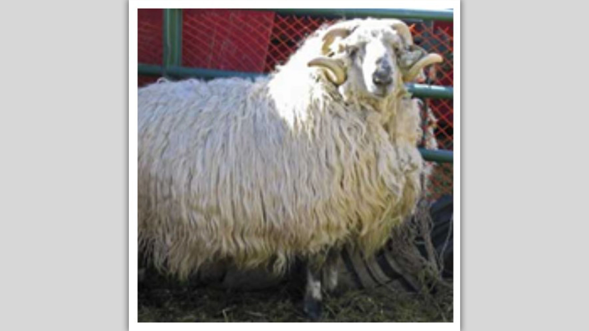 Spinning the Breeds with Amy Wolf